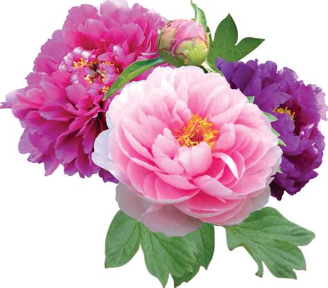 paeonia png